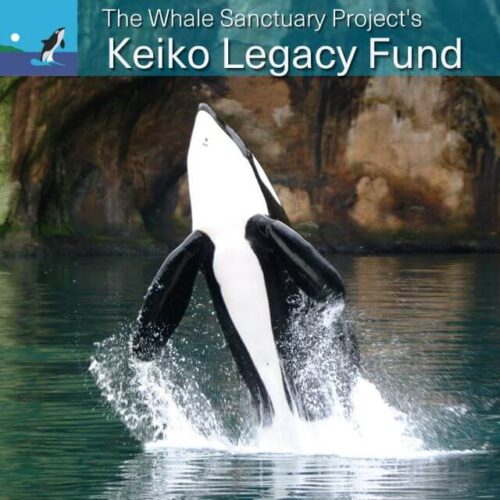 Keiko Legacy Fund