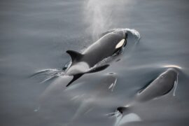 whales, orca legacy