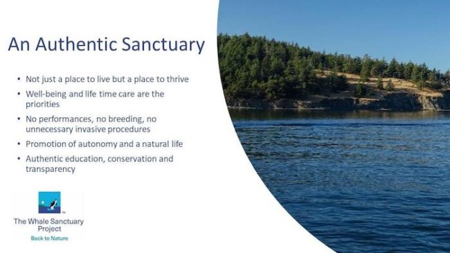 The whale sanctuary project