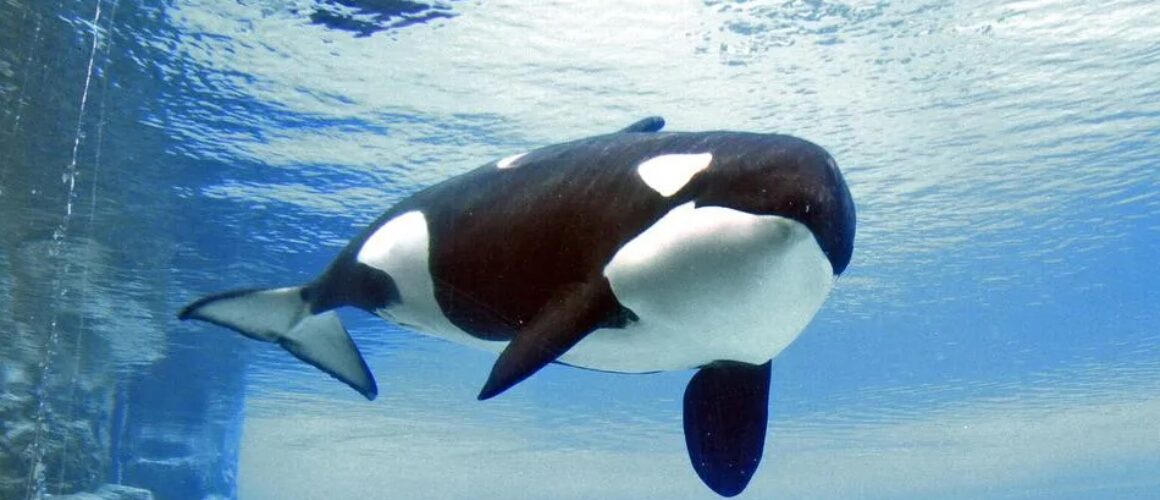 Kiska, Marineland. Loneliest orca dies
