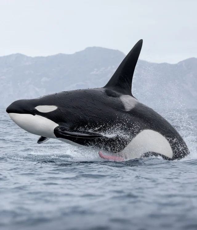 Fun fact: Did you know male orca’s penis can grow up to 1.8 meters? Just as their dorsal fin does! 🤯 📸 @seataceans #orca #orcalegacy #orcawhale #killerwhale #sealife #cetaceans #dolphin