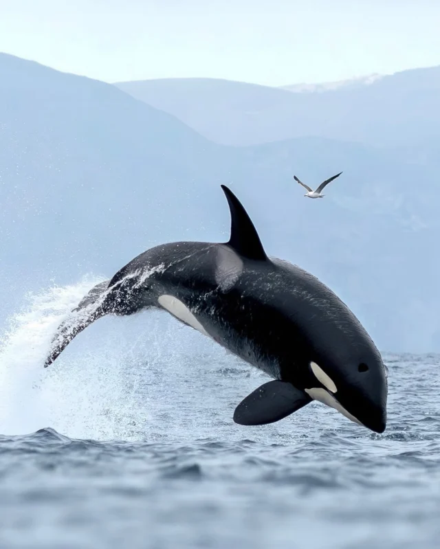 Mid flight with a feathered friend 🐦 I’m obsessed with this picture! 📸 @planetwhale #orcalegacy #OrcaLove #OrcaLegacy #WhaleWatching #KillerWhale #OrcasOfInstagram #SaveTheOrcas #OceanConservation #Blackfish #MarineLife #OrcaPod