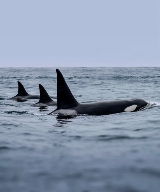 Power. Grace. Family. There’s nothing quite like witnessing orcas move in perfect sync—wild and free in their ocean home. These apex predators aren’t just powerful—they’re deeply social, intelligent, and fiercely loyal. 🖤🤍 Let’s keep protecting what we love. 🌊 #OrcaLegacy @planetwhale #Orcas #KillerWhales #WildAndFree #OceanGiants #MarineLife #NatureLovers #SaveTheWhales